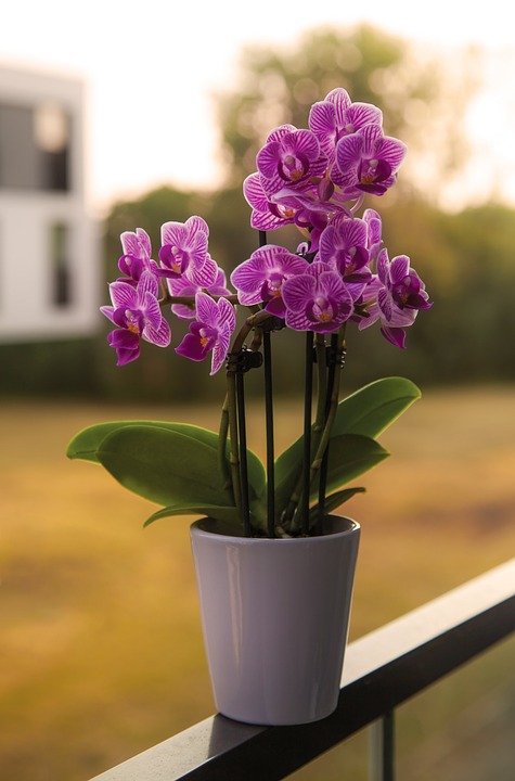 Grow Orchids with Easy Tips