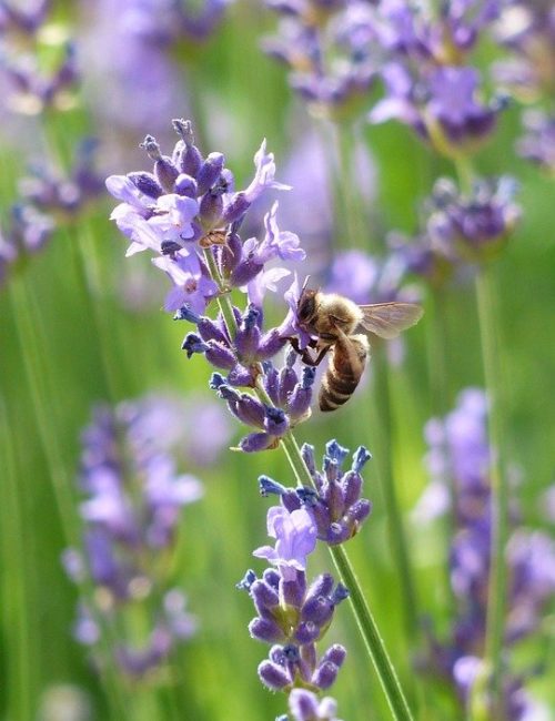 Lavender adds color in the garden and is also an excellent mosquito repelling plant