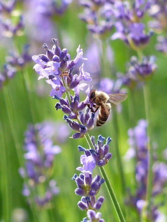 Lavender adds color in the garden and is also an excellent mosquito repelling plant