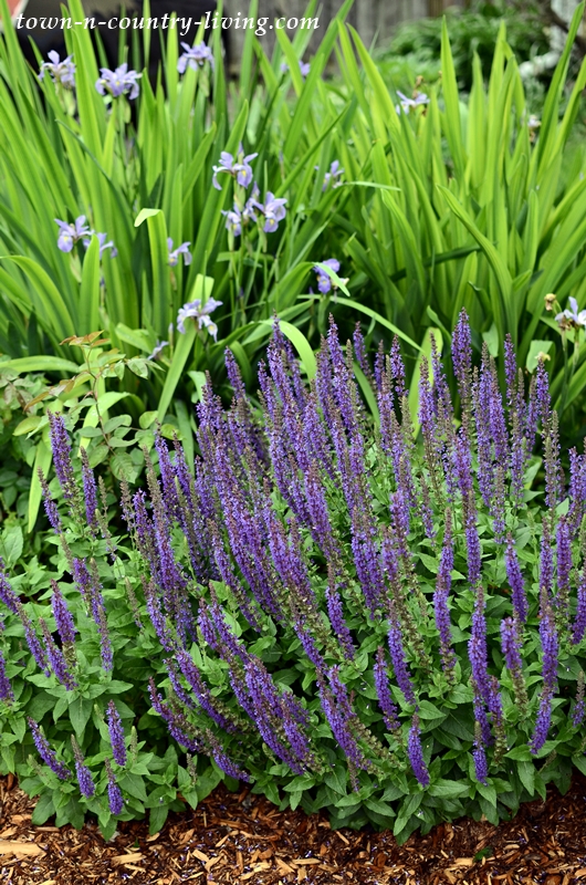 Rain Garden with Water Iris and Purple Sage