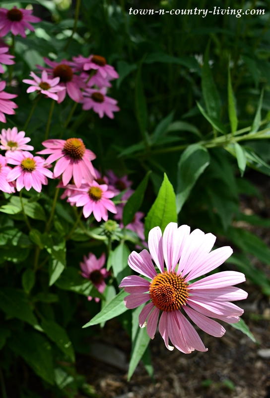 Pink Coneflowers in a Cottage Garden