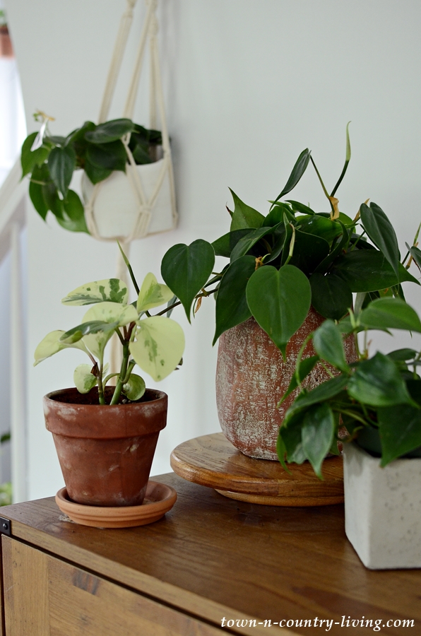 Collection of Houseplants
