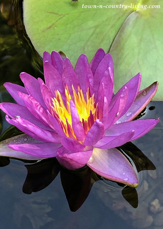 Violicious Waterlily - the first purple hardy waterlily
