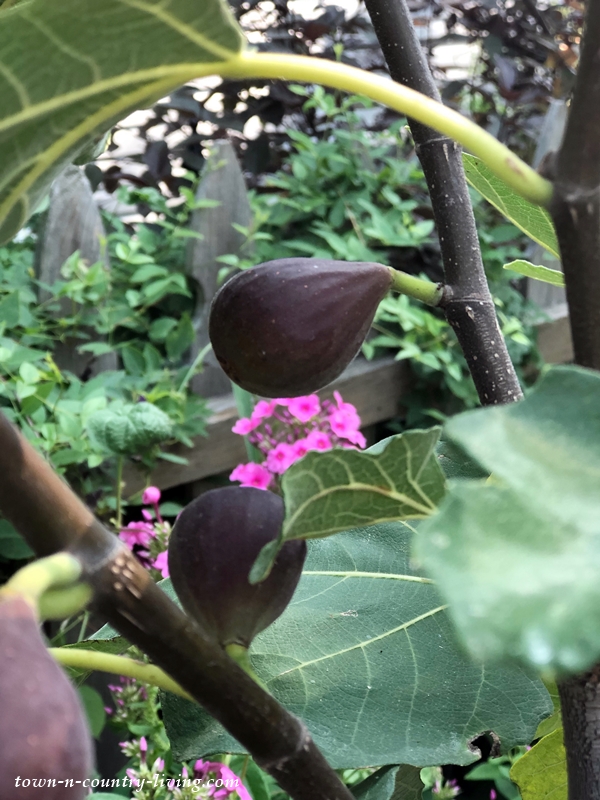 Ripe Figs on Chicago Hardy Fig