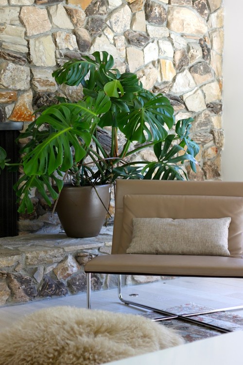 Monstera or Split Leaf Philodendron in Front of Stone Fireplace