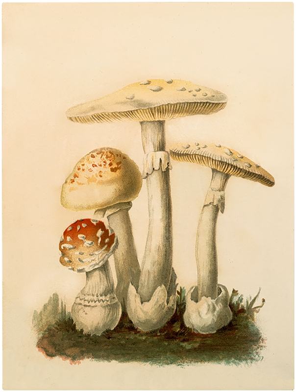 Botanical Mushroom Print
