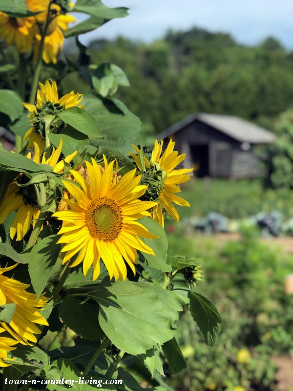 Sunflowers in Country Gardens