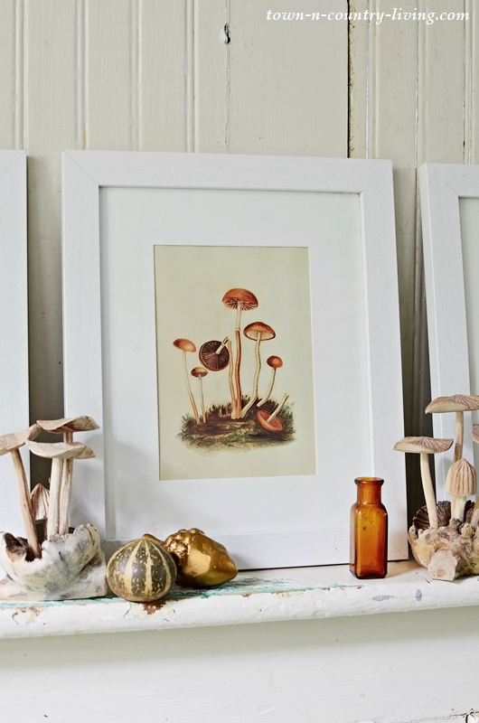 Framed Vintage-Looking Mushroom Print