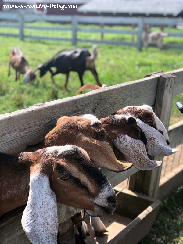 Goats at the Animal Farm in Door County