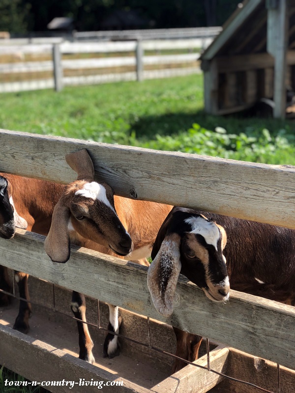 Goats at the Animal Farm in Door County
