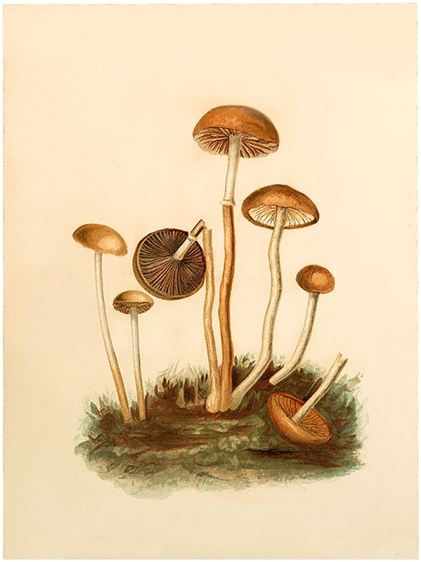 Vintage Fairy Mushrooms