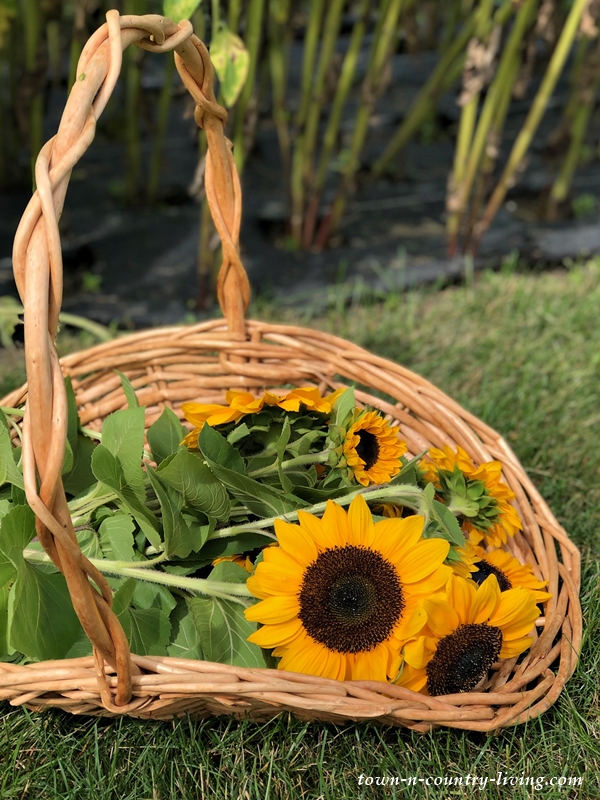 Sunflowers at U-Pick Flower Farm