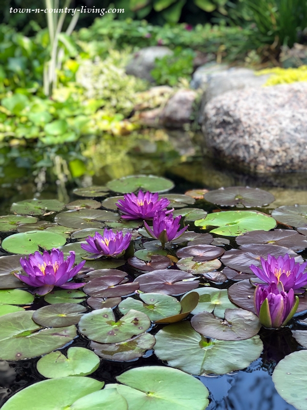 Purple Waterlilies in Garden Pond