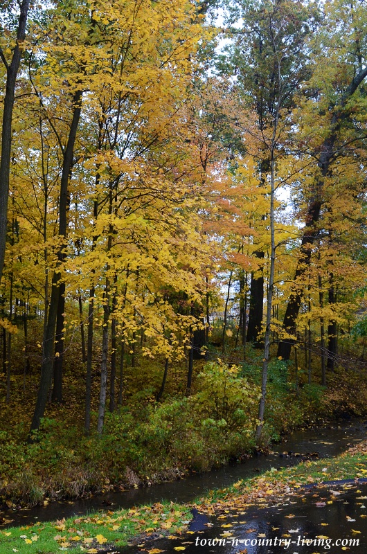 Fall Color in Southwest Michigan