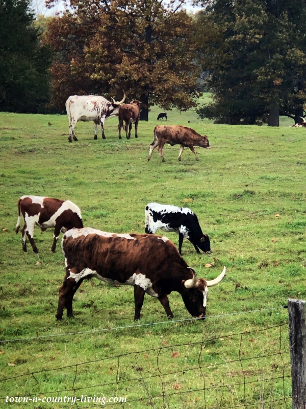 Longhorn Texas Cow