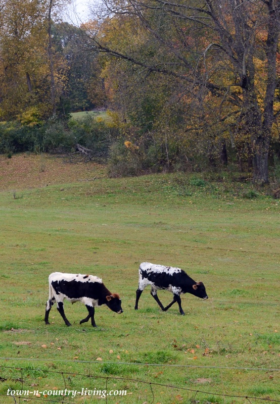 Cows in Southwest Michigan