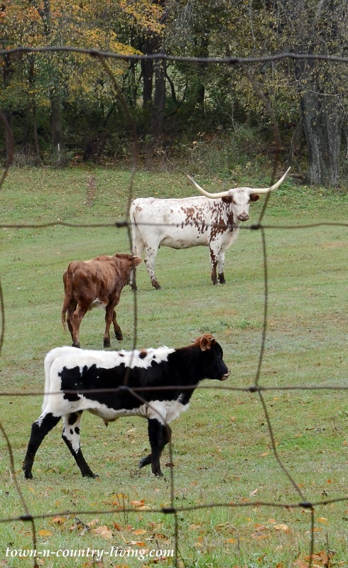 Longhorn Texas Cow