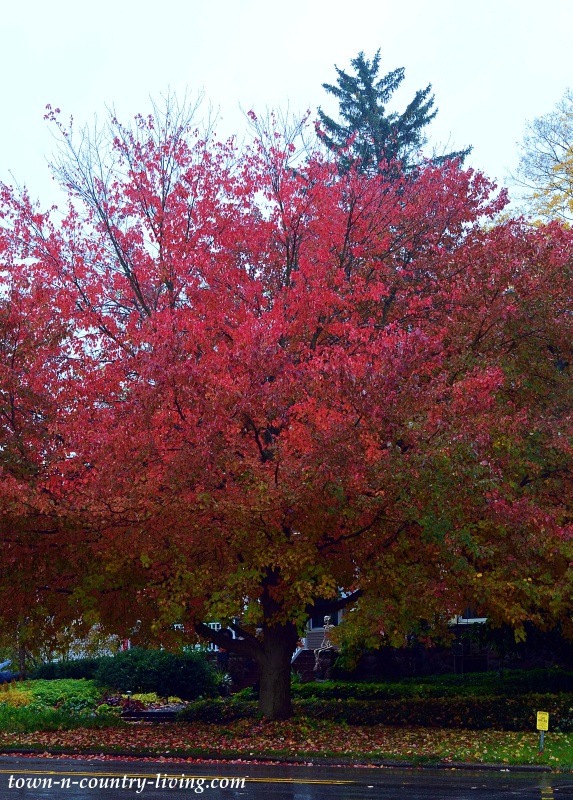 Red Sugar Maple in Hastings, Michigan