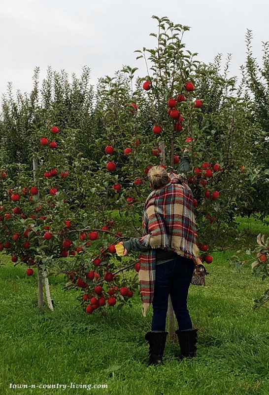 Apple Picking in Southwest Michigan Orchard