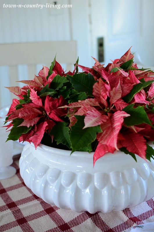 Red Poinsettias in a Big White Bowl