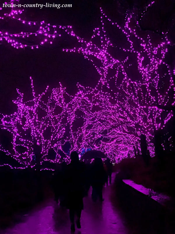 Purple Christmas Lights at Chicago Botanic Garden