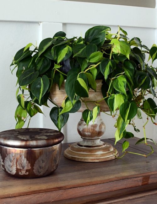 Philodendron Brasil in Footed Wooden Bowl