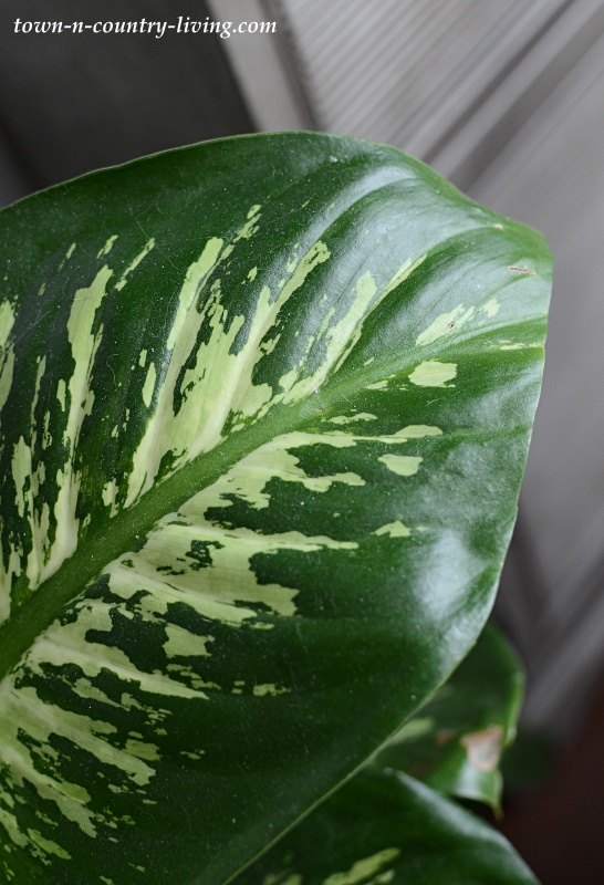 Healthy Dieffenbachia Leaf