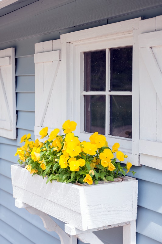 Yellow pansies growing in a white window box on a blue building with white shutters,