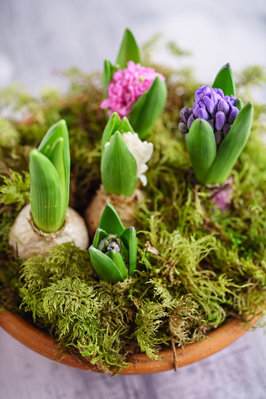 How To Force Hyacinth Bulbs Indoors