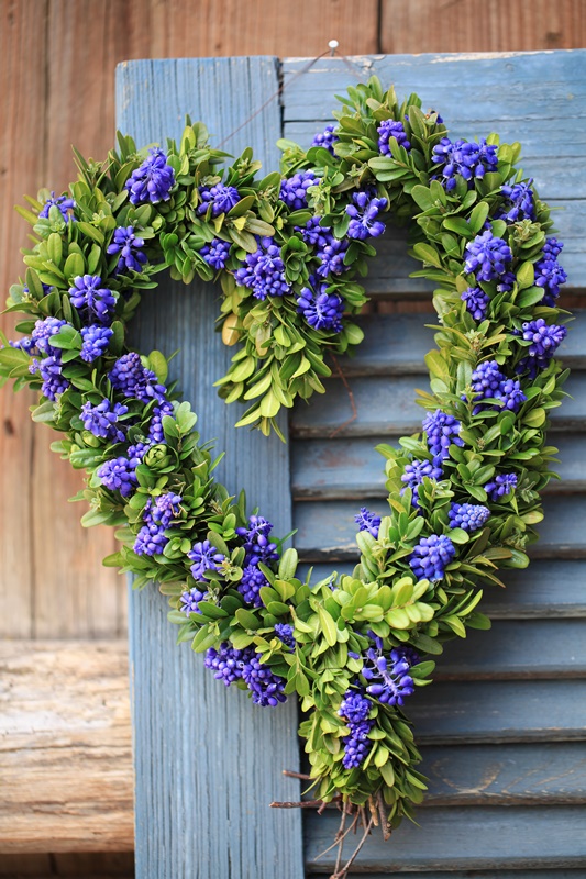 Door wreath in heart shape with boxwood and grape hyacinth flowers