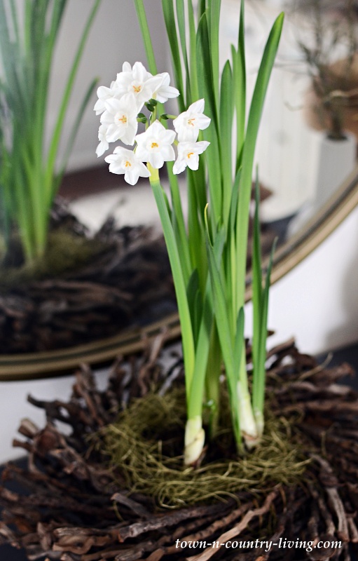 Paper Whites in Twig Nest
