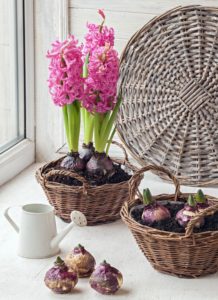 How To Force Hyacinth Bulbs Indoors - Town & Country Living