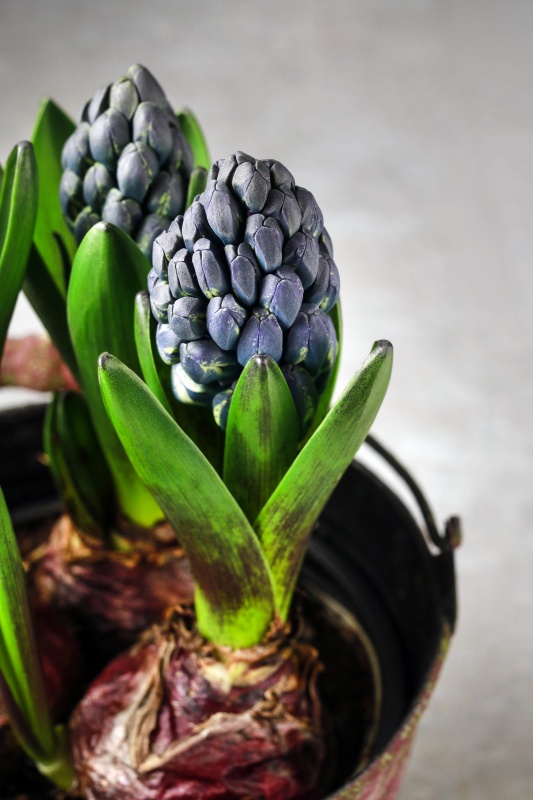 How to Force Hyacinth Bulbs Indoors