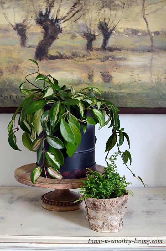Hoya Plant on Pedestal with Small Fern
