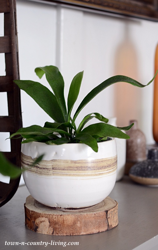 Small Staghorn Fern in Handmade Pottery