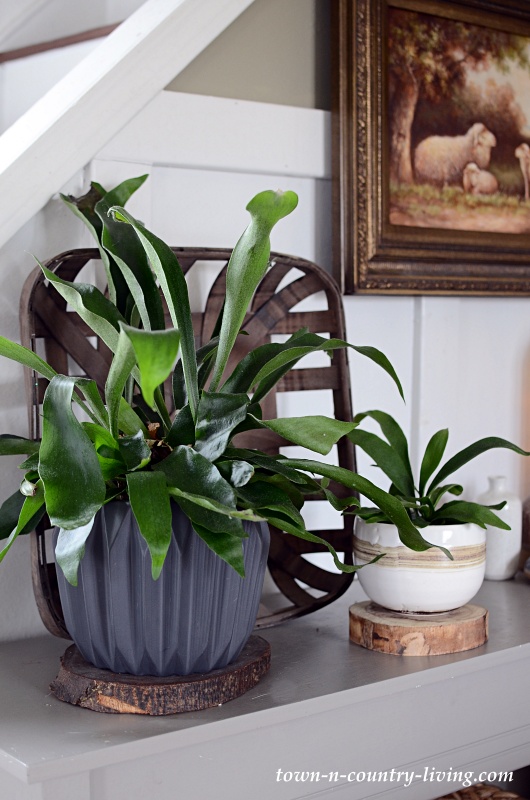 A Pair of Easy-to-Grow Staghorn Ferns