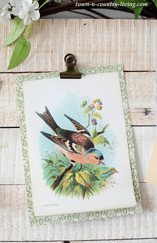 Vintage Bird Print to Download