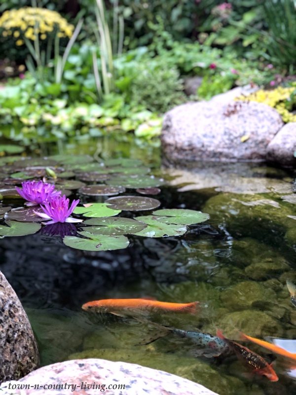 The Beauty and Serenity of a Garden Pond