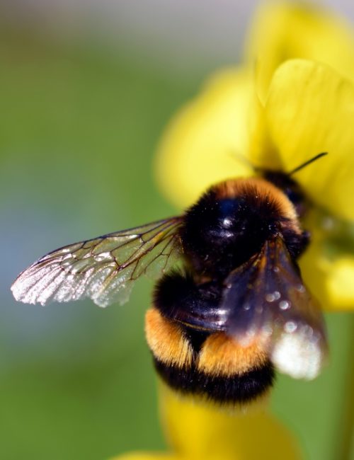 Bee-Friendly Flowers for Your Garden