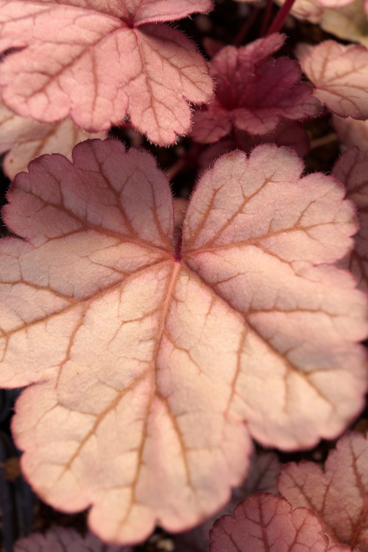 Vertical closeup of the foliage of 'Purple Majesty' alumroot (Heuchera 'Purple Majesty')