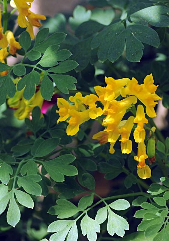 Yellow Corydalis - great addition for any shade garden
