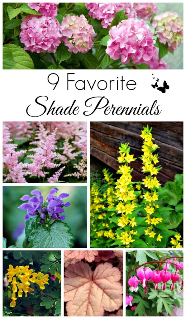 Favorite Shade Perennials that are easy to grow