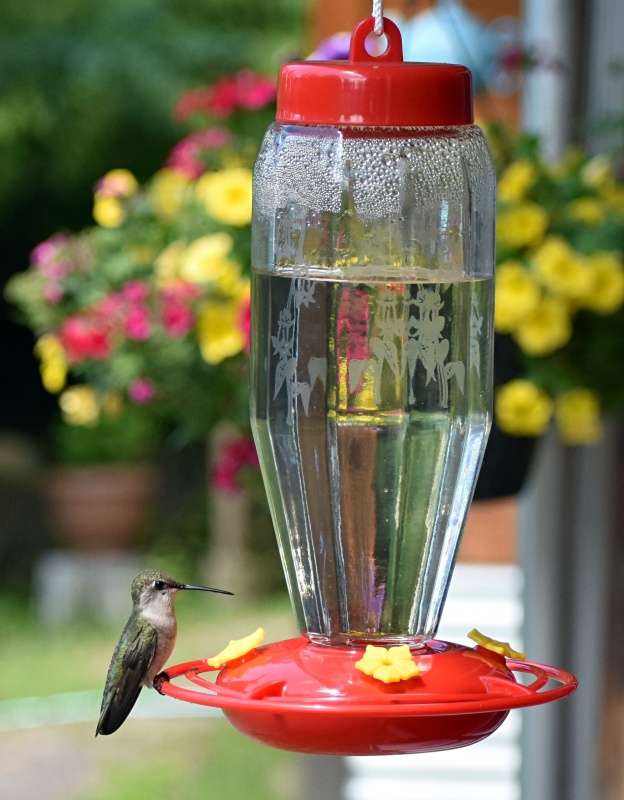 Hummingbird Feeder in Garden