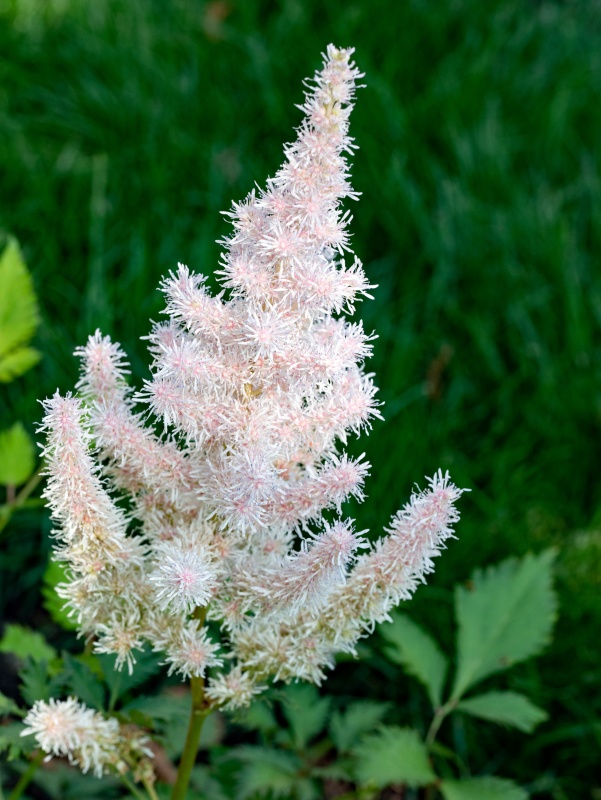 This elegant, white-colored Astilbe is one of the first hybrids, introduced in 1903. A classic for both its color and easiness to grow. (Astilbe japonica)