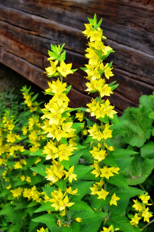 Yellow Loosestife against a Barn - shade flower