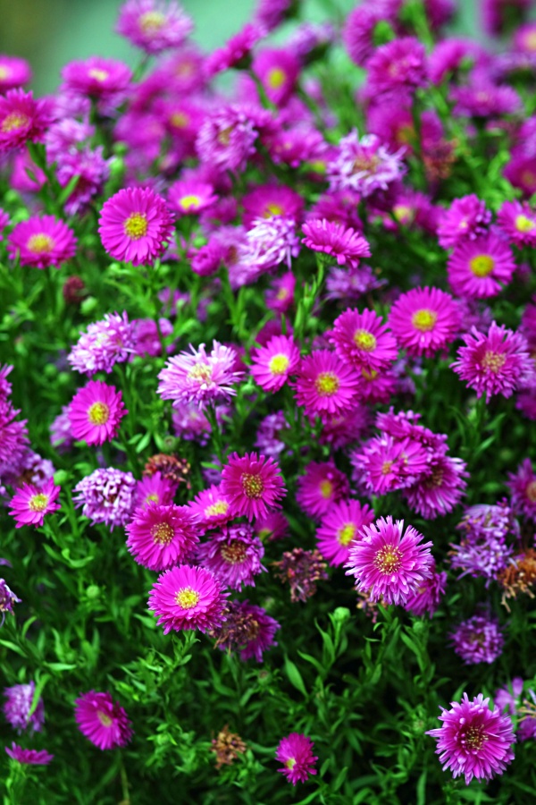 Purple pink rice button aster flowers with yellow middle in garden.