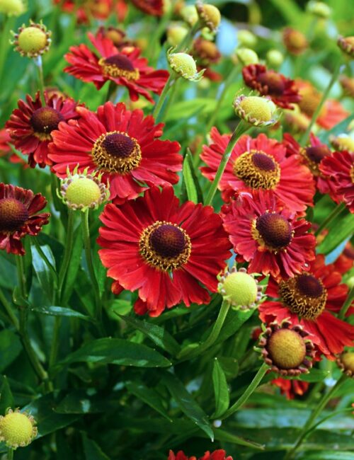 Vertical closeup of the red flowers of 'Mariachi Salsa' helenium (Helenium 'Mariachi Salsa'), also known as sneezeweed or Helen's flower