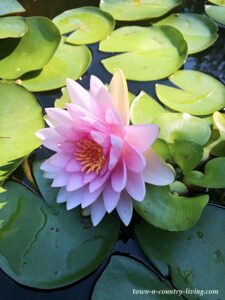 My Koi Pond in the Backyard - Town & Country Living