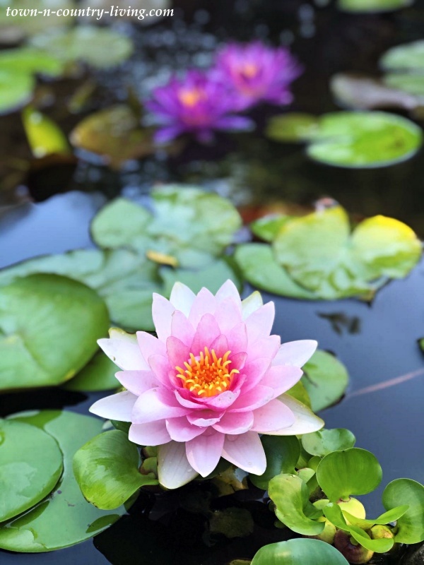 Pink and Purple Waterlilies in a Backyard Koi Pond