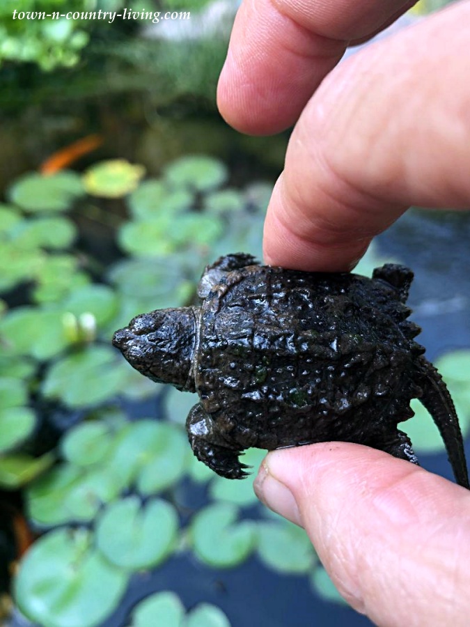 Baby Snapping Turtle in Backyard Pond